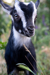 Close-up of a young black and white kid Goat, with a leave of grass in its mouth.
