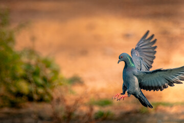 Rock Dove - Species of bird also known as the common pigeon 