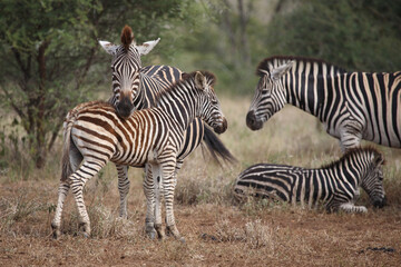 Steppenzebra / Burchell's zebra / Equus quagga burchellii.