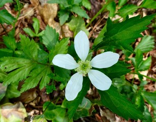 Closeup shot of Northern dewberry, Rubus flagellaris