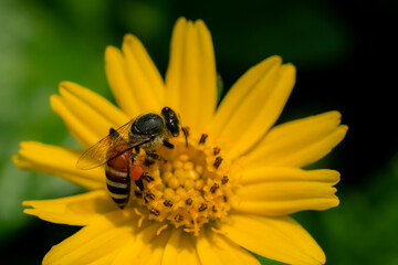 Bees suck nectar and collect pollen