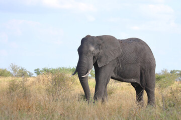 Obraz premium Afrikanischer Elefant / African elephant / Loxodonta africana