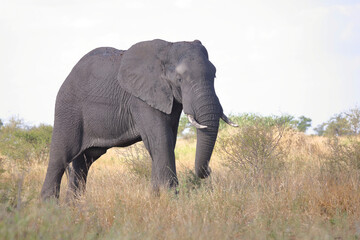 Fototapeta premium Afrikanischer Elefant / African elephant / Loxodonta africana