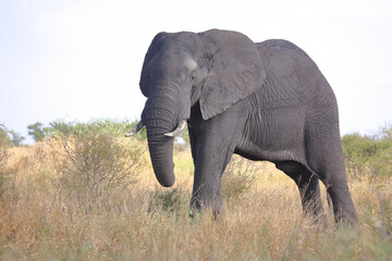Obraz premium Afrikanischer Elefant / African elephant / Loxodonta africana