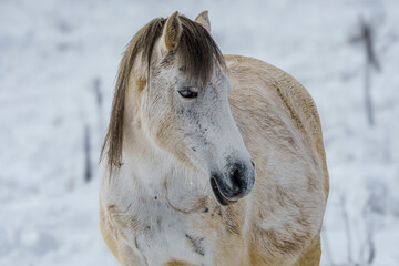 Fototapeta premium the horse is standing in the snow next to the dead bush