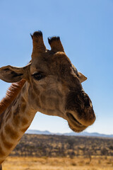 Giraffe standing on the ground in Luderitz, Namibia