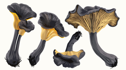 Black chanterelle or trumpet mushroom. Four of forest