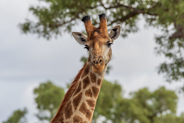 Curious giraffe gazes at the camera, surrounded by other giraffes