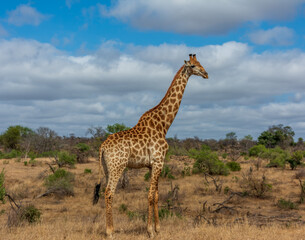 Solitary giraffe gracefully stands amidst a spacious savannah, surrounded by lush foliage