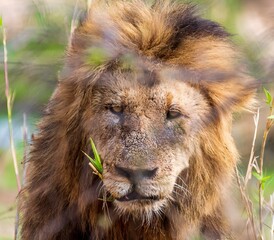 Majestic male lion stands tall in the lush grass, keeping a watchful eye