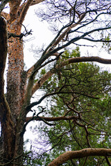 Fototapeta premium A tall pine tree with twisted branches and a woodpecker hidden among them, set against a dense forest backdrop. Perfect for nature, wildlife, and forest-themed projects.