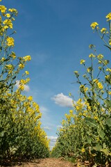 Low angle view of canola plants in the field against the blue sky