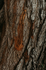 Close-up of a tree bark texture