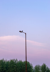 Light pole with pink sunset sky 