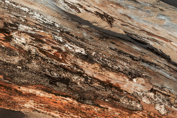 Close-up of a tree bark texture