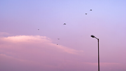 seagull flying over the sky