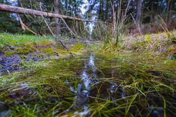 Foliage from a forest in Denmark