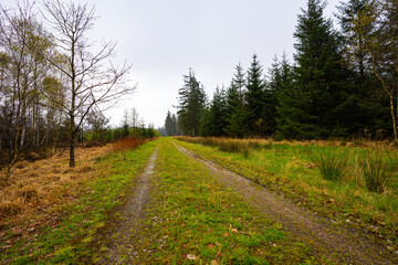 Foliage from a forest in Denmark
