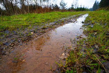 Foliage from a forest in Denmark