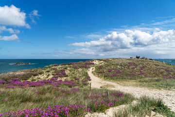 Un sentier serpente à travers des dunes couvertes d'herbes et de fleurs violettes, offrant une vue...