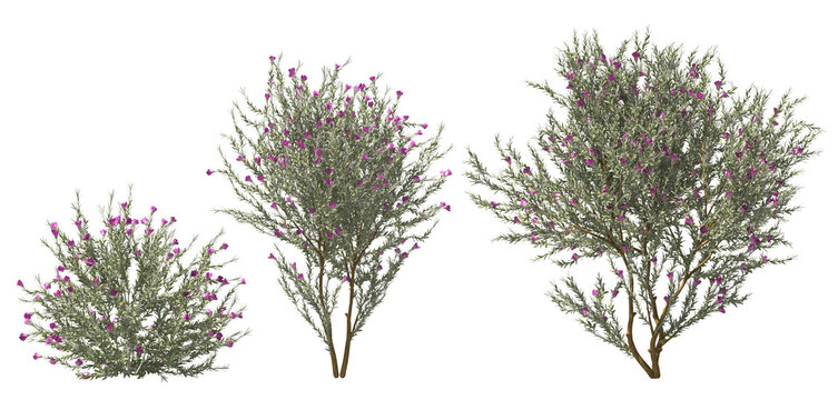 emus shrub violet pink blooming plants hq arch viz cutout