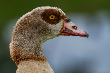 Close-up of a multicolored goose with vibrant plumage and a distinctive beak.