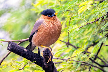 Brahminy Starling perched on a tree branch in Bharatpur, Rajasthan, India.