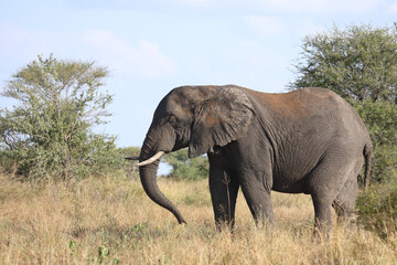 Fototapeta premium Afrikanischer Elefant / African elephant / Loxodonta africana