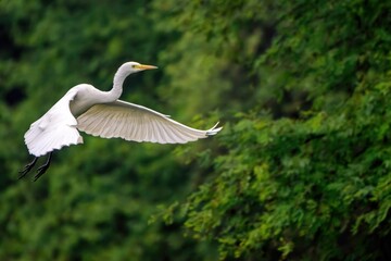 Large white Intermediate Egret with wings spread flying over lush green vegetation and trees
