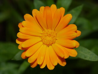 Closeup of a vibrant orange flower