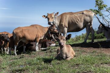 Group of cows relaxing on a lush green hill