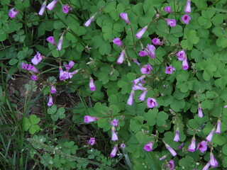 群生して咲くピンク色のイモカタバミの花