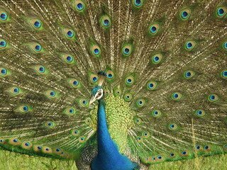 Obraz premium Male peacock with open plumage in Yala National Park in Sri Lanka.