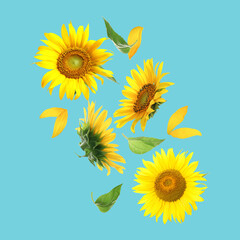 Bright sunflowers in air on light blue background