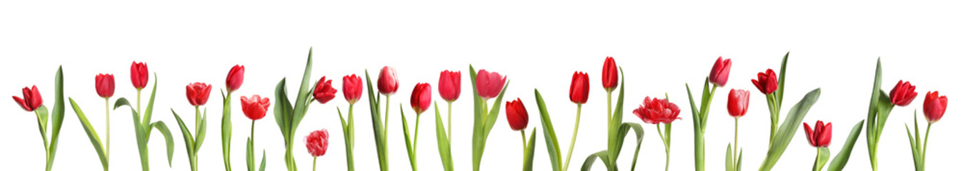 Beautiful red tulips isolated on white, set