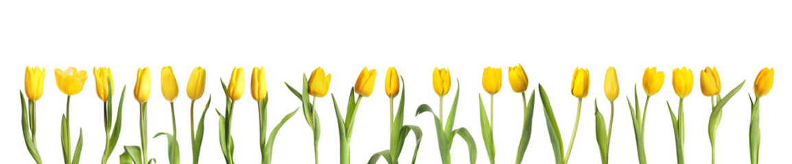 Beautiful yellow tulips isolated on white, set