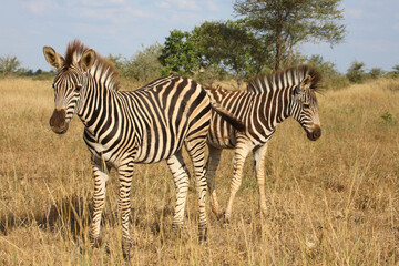 Steppenzebra / Burchell's zebra / Equus quagga burchellii.