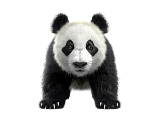 A cute panda bear with black and white fur.