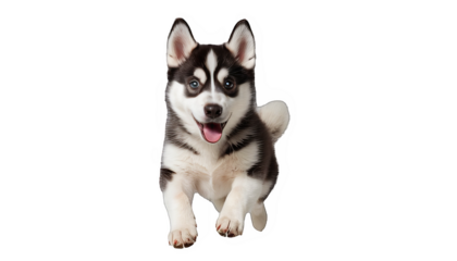 Funny and playful husky or pet dog is playing and jumping and looks happy isolated on transparent background. Little husky dog pretending. Cute and happy crazy dog ​​head smiling on transparent png