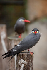 Black and white bird with a vibrant red beak perched on poles