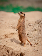 Fototapeta premium Cute brown creature stands upright on its hind legs