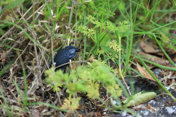 地面を歩く黒い虫のオオヒラタシデムシ