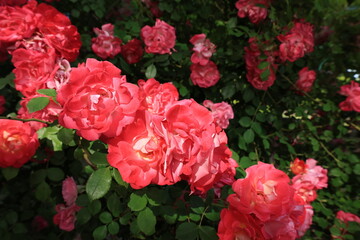 開花したたくさんの赤いバラの花