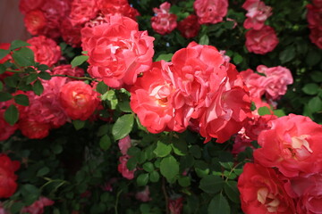 開花したたくさんの赤いバラの花