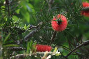 赤い花をたくさんつけたマキバブラシノキ
