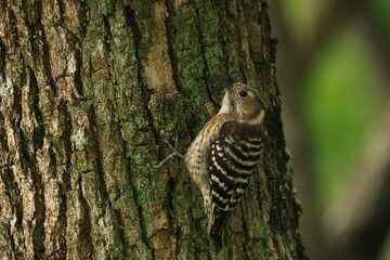 木にとまる少し成長した1匹のコゲラの幼鳥