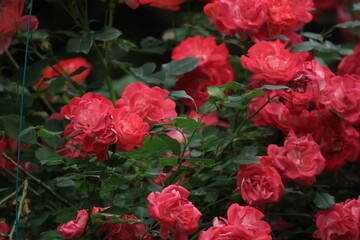 開花したたくさんの赤いバラの花