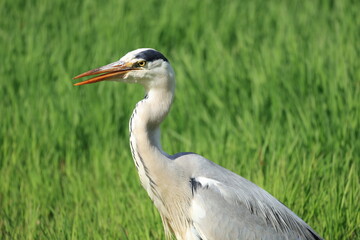 草の生えた水辺にたたずむアオサギ