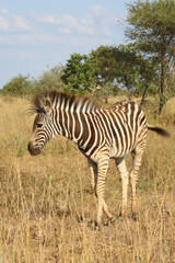 Steppenzebra / Burchell's zebra / Equus quagga burchellii.