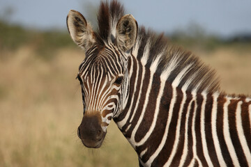 Naklejka premium Steppenzebra / Burchell's zebra / Equus quagga burchellii.
